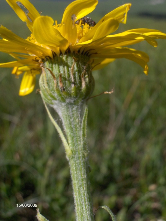 Senecio provincialis